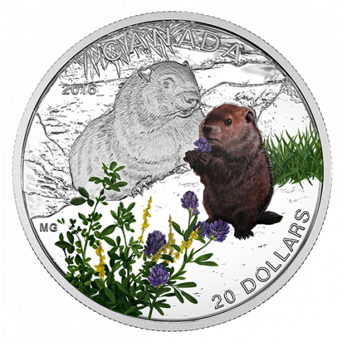 *WOODCHUCK - BABY ANIMALS - 2016 $20 1 oz Fine Silver Coin - RCM